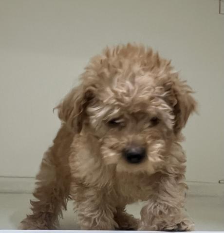トイプードル