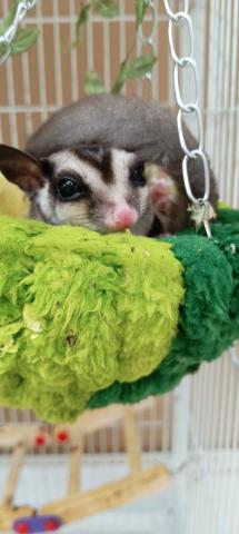 フクロモモンガ