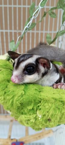 フクロモモンガ