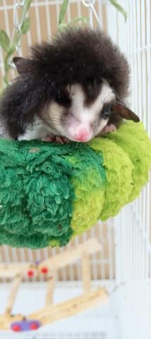 フクロモモンガ