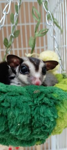 フクロモモンガ