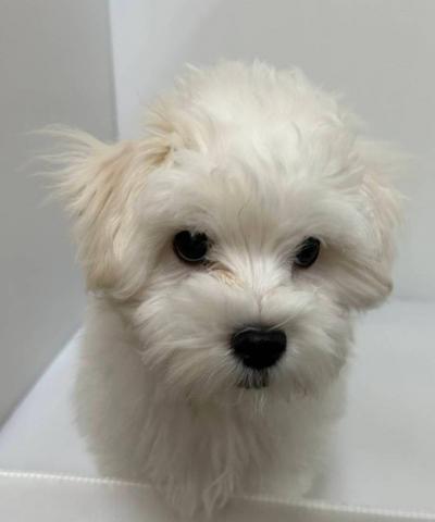 新潟県のマルチーズ (ペットアミ 長岡店/2025年12月13日生まれ/男の子/ホワイト)の子犬の2枚目の画像