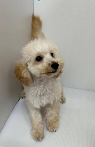 新潟県のトイプードル(トイ) (ペットアミ 長岡店/2025年11月21日生まれ/男の子/クリーム)の子犬の2枚目の画像