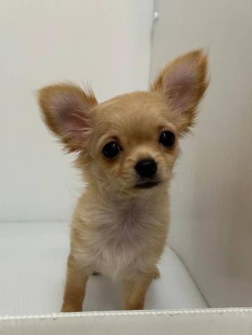 チワワ（ロングコート）