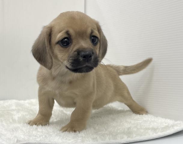 和歌山県のハーフ犬・ミックス犬 (ペットアミ 那賀店/2025年1月10日生まれ/女の子/その他色)の子犬の2枚目の画像