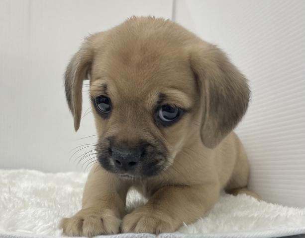 和歌山県のハーフ犬・ミックス犬 (ペットアミ 那賀店/2025年1月10日生まれ/女の子/その他色)の子犬の3枚目の画像