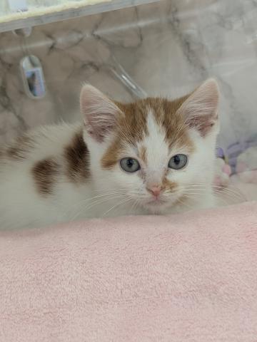 埼玉県のマンチカン (NICO PET 三郷店/2025年10月30日生まれ/男の子/レッドタビーホワイト)の子猫の2枚目の画像