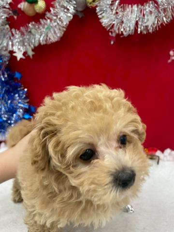 青森県のハーフ犬・ミックス犬 (ペットアミ 弘前店/2025年10月18日生まれ/男の子/アプリコット)の子犬の2枚目の画像