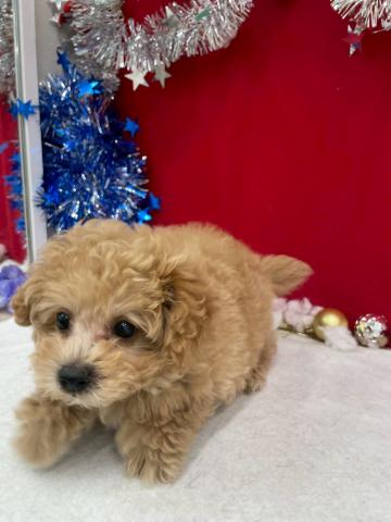 青森県のハーフ犬・ミックス犬 (ペットアミ 弘前店/2025年10月18日生まれ/男の子/アプリコット)の子犬の3枚目の画像