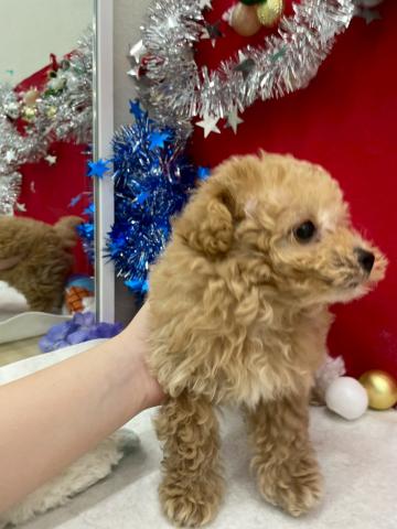 青森県のハーフ犬・ミックス犬 (ペットアミ 弘前店/2025年10月18日生まれ/男の子/アプリコット)の子犬の4枚目の画像