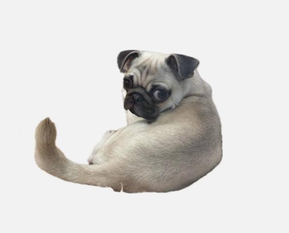 千葉県のパグ (ペットアミ 館山店/2025年9月12日生まれ/男の子/フォーン)の子犬の2枚目の画像