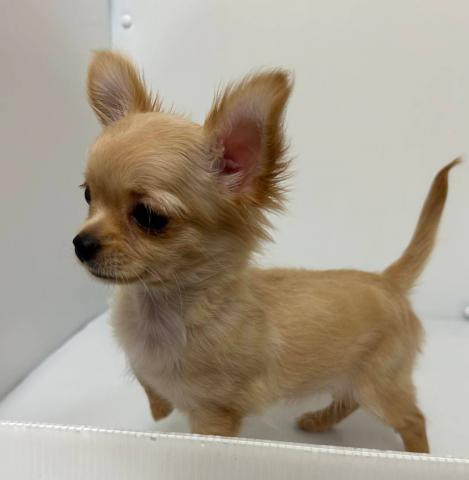 新潟県のチワワ(ロング) (ペットアミ 長岡店/2025年12月26日生まれ/女の子/クリーム)の子犬の2枚目の画像