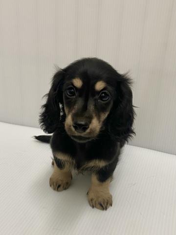 ミニチュアダックスフンド