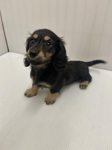 ミニチュアダックスフンド