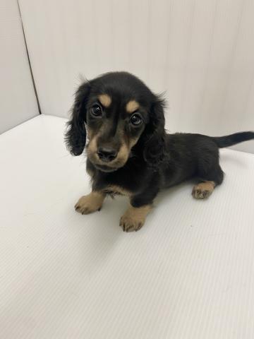 ミニチュアダックスフンド