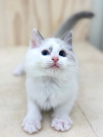 新潟県のラグドール (ペットアミ 柏崎店/2026年1月24日生まれ/男の子/シルバーポイントバイカラー)の子犬の2枚目の画像