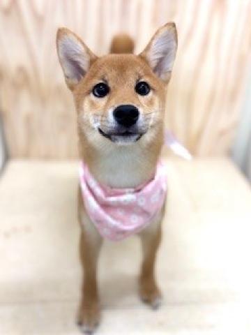 新潟県の柴犬(標準サイズ) (ペットアミ 柏崎店/2025年10月16日生まれ/女の子/レッド)の子犬の1枚目の画像