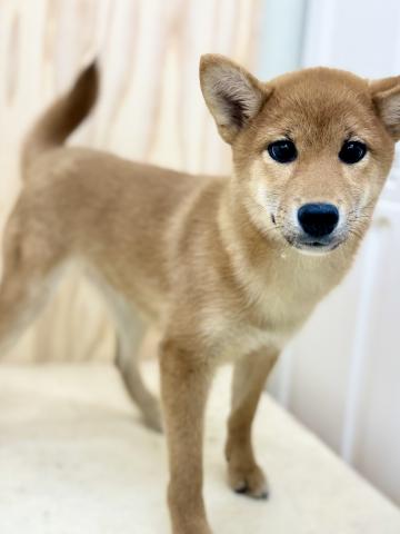 新潟県の柴犬(標準サイズ) (ペットアミ 柏崎店/2025年10月16日生まれ/女の子/レッド)の子犬の2枚目の画像