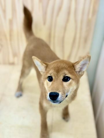 新潟県の柴犬(標準サイズ) (ペットアミ 柏崎店/2025年10月16日生まれ/女の子/レッド)の子犬の3枚目の画像