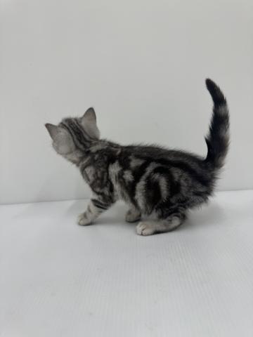 和歌山県のアメリカンショートヘアー (ペットアミ 紀ノ川店/2026年1月1日生まれ/男の子/シルバータビー)の子猫の2枚目の画像