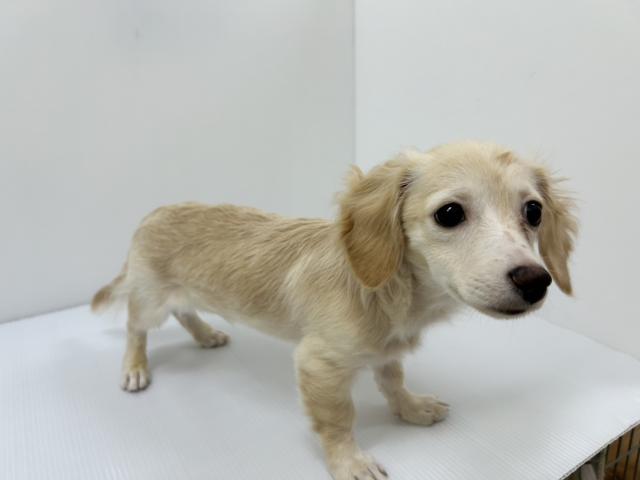 千葉県のハーフ犬・ミックス犬 (ペットアミ 館山店/2025年10月26日生まれ/男の子/クリーム)の子犬の3枚目の画像