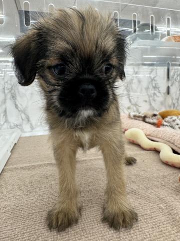 MIXブリュッセルグリフォン×狆