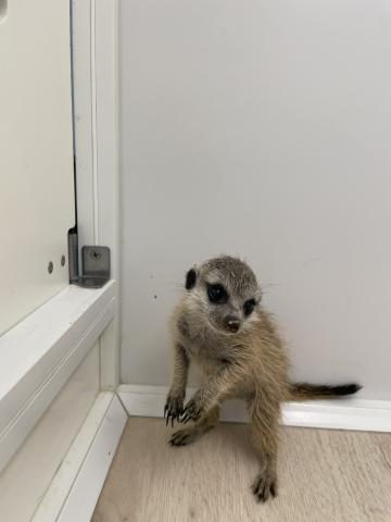 ミーアキャット