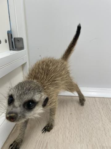 ミーアキャット