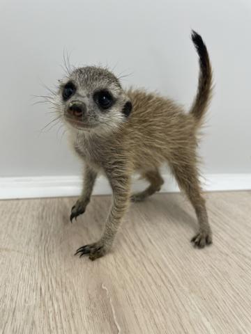 ミーアキャット