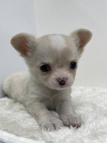 チワワ（ロングコート）