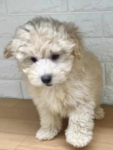 新潟県のハーフ犬・ミックス犬 (ペットアミ 小千谷店/2025年11月10日生まれ/男の子/クリーム)の子犬の2枚目の画像