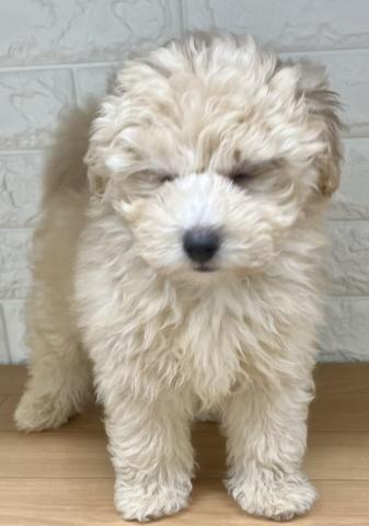 新潟県のハーフ犬・ミックス犬 (ペットアミ 小千谷店/2025年11月10日生まれ/男の子/クリーム)の子犬の3枚目の画像