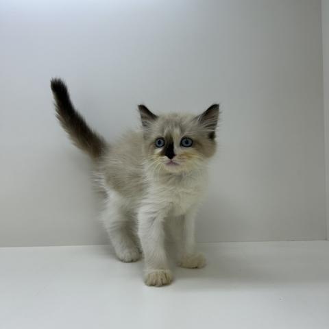 奈良県のラグドール (ペットアミ 田原本店/2026年1月11日生まれ/男の子/シールポイントバイカラー)の子猫の4枚目の画像
