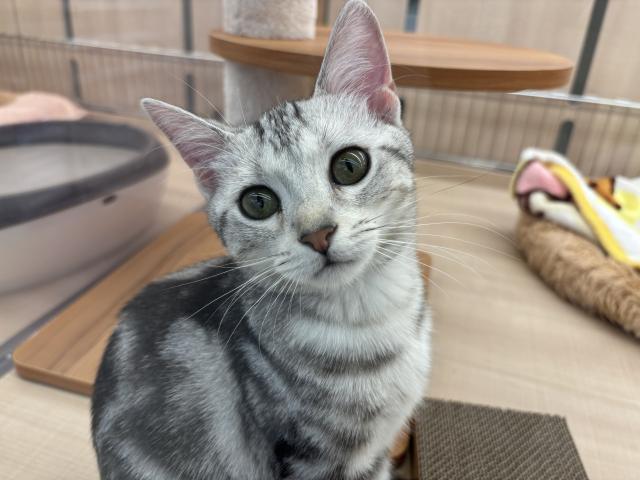 アメリカンショートヘアー