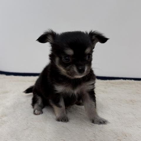 チワワ（ロングコート）