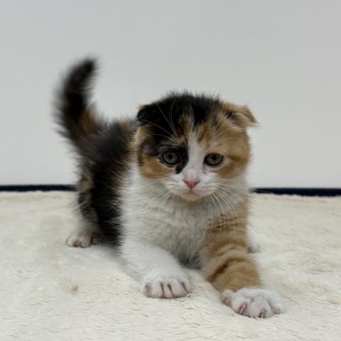 スコティッシュフォールド