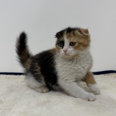 スコティッシュフォールド