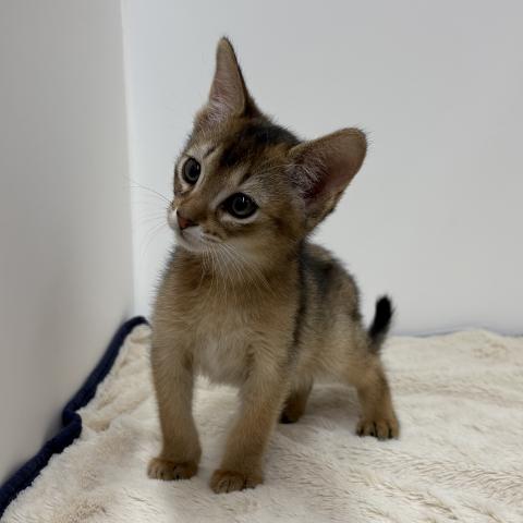 三重県のアビシニアン (ペットアミ 松阪店/2026年1月23日生まれ/男の子/ルディ)の子猫の2枚目の画像