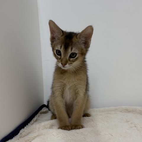 三重県のアビシニアン (ペットアミ 松阪店/2026年1月23日生まれ/男の子/ルディ)の子猫の4枚目の画像