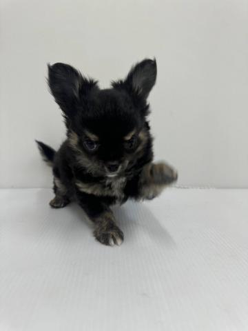 チワワ（ロングコート）