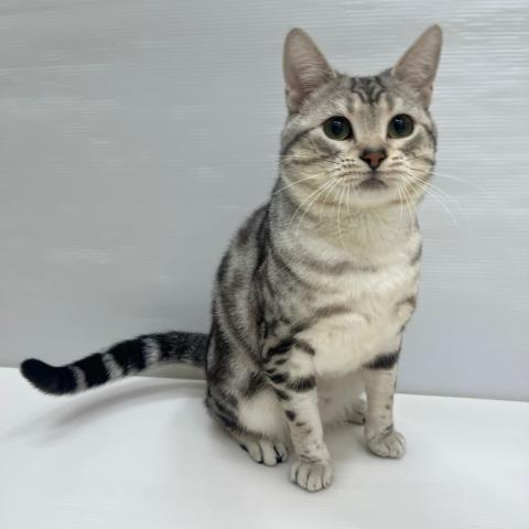 アメリカンショートヘアー