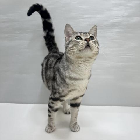 アメリカンショートヘアー