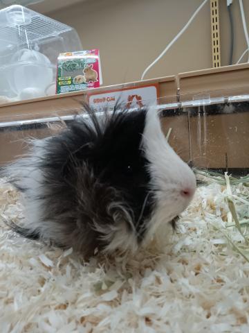 ペルビアンモルモット