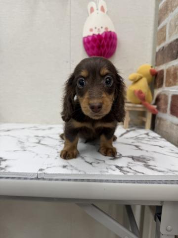 ミニチュアダックスフンド