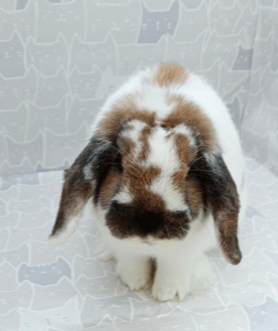 ブロークントーティスシェル