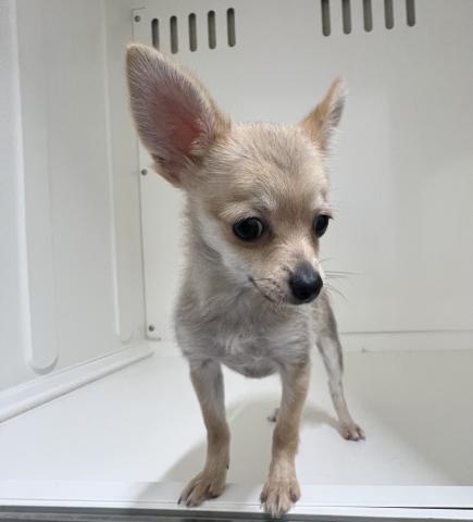 新潟県のMIX(ポメラニアン×チワワ) (ペットアミ 三条四日町店/2025年11月6日生まれ/男の子/フォーン)の子犬の2枚目の画像