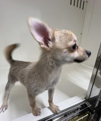 新潟県のMIX(ポメラニアン×チワワ) (ペットアミ 三条四日町店/2025年11月6日生まれ/男の子/フォーン)の子犬の3枚目の画像