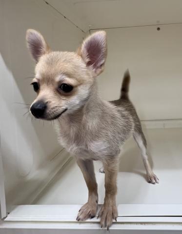 新潟県のMIX(ポメラニアン×チワワ) (ペットアミ 三条四日町店/2025年11月6日生まれ/男の子/フォーン)の子犬の4枚目の画像