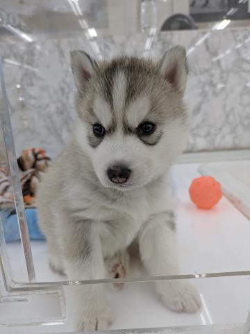 埼玉県のシベリアンハスキー (NICO PET 三郷店/2026年2月1日生まれ/女の子/シルバーホワイト)の子犬の1枚目の画像