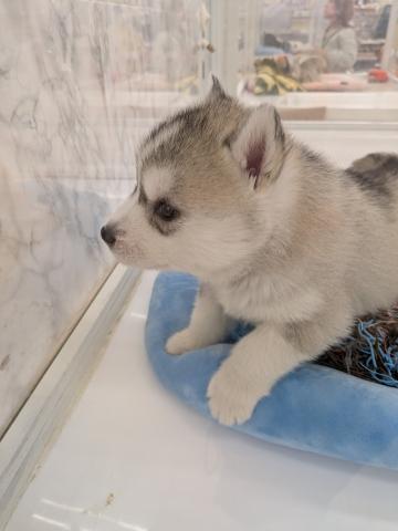 埼玉県のシベリアンハスキー (NICO PET 三郷店/2026年2月1日生まれ/女の子/シルバーホワイト)の子犬の3枚目の画像